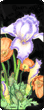 Poppy and Iris Flowers