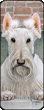 Riley (Scottish Terrier)