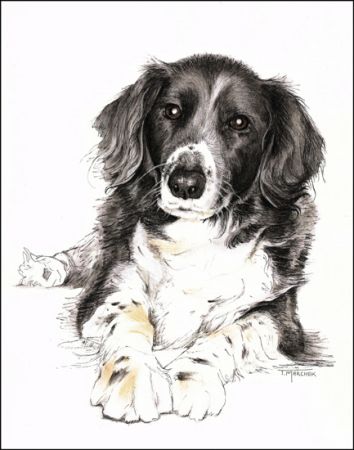 Portrait of Cleaver (dog)