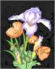 Flowers:  Iris & Poppies